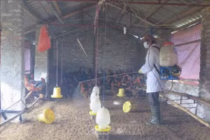 Bộ Y tế hướng dẫn cách phòng cúm gia cầm lây sang người