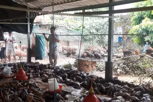 Xuân Quang (Bảo Thắng): Mưa lũ gây nhiều thiệt hại 