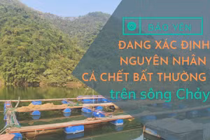 Bảo Yên: Đang xác định nguyên nhân khiến cá chết bất thường trên sông Chảy