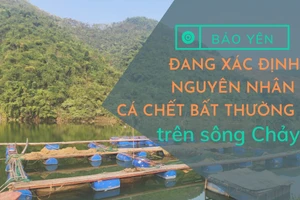 Bảo Yên: Đang xác định nguyên nhân khiến cá chết bất thường trên sông Chảy