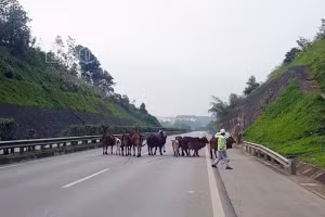 Đã đưa đàn bò đi lạc ra khỏi đường cao tốc Nội Bài - Lào Cai an toàn