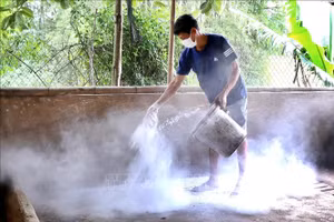Khẩn trương ứng phó với dịch tả lợn châu Phi