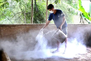 Khẩn trương ứng phó với dịch tả lợn châu Phi