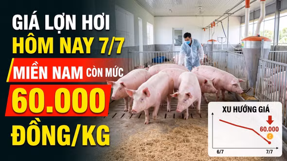 Giá lợn hơi hôm nay 7/7: Thị trường tiếp tục đi ngang