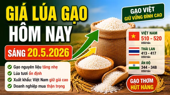 Giá lúa gạo hôm nay 20/5: Gạo nguyên liệu tăng nhẹ, xuất khẩu vẫn neo cao