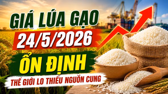 Giá lúa gạo hôm nay 24/5: Gạo toàn cầu tăng nóng vì nguy cơ thâm hụt