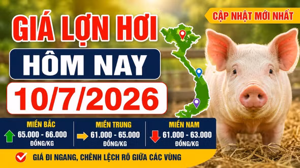 Giá lợn hơi hôm nay 9/7/2026: Miền Bắc giữ đỉnh 66.000 đồng/kg