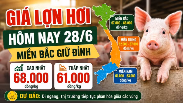 Giá lợn hơi hôm nay 28/6: Miền Bắc giữ đỉnh 68.000 đồng/kg