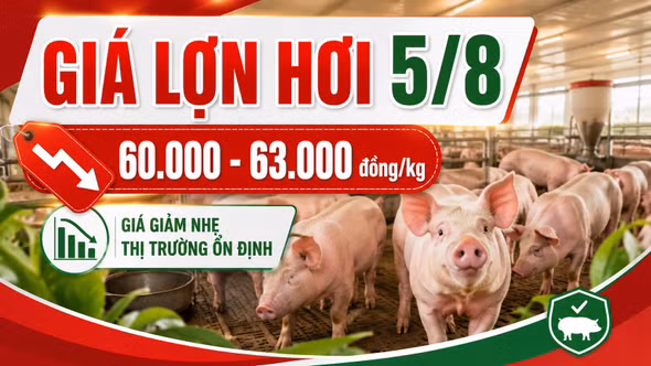 Giá lợn hơi hôm nay 5/8: Nhiều địa phương tiếp tục giảm