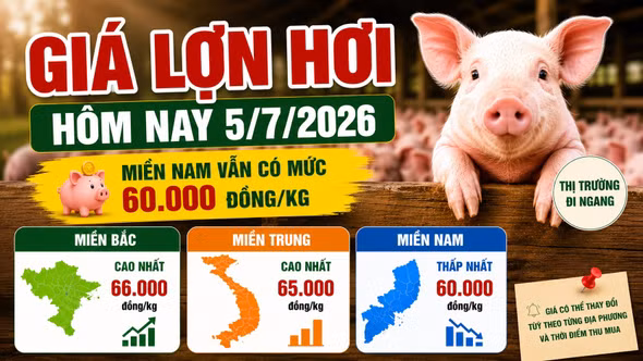 Giá lợn hơi hôm nay 5/7: Miền Bắc giữ vùng cao 66.000 đồng/kg