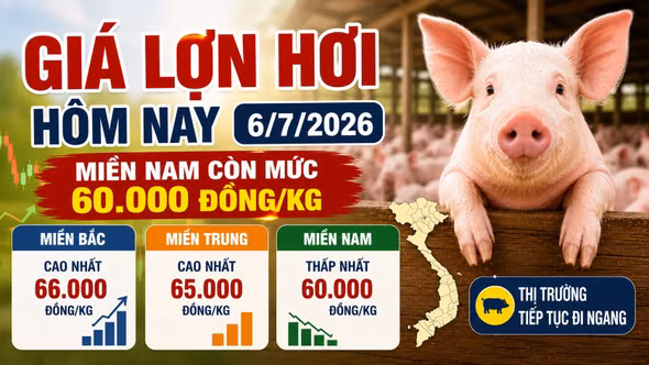 Giá lợn hơi hôm nay 6/7: Miền Nam còn mức 60.000 đồng/kg