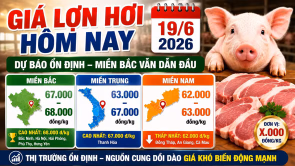 Giá lợn hơi hôm nay 19/6: Bắc Ninh, Hà Nội, Hải Phòng vẫn dẫn đầu