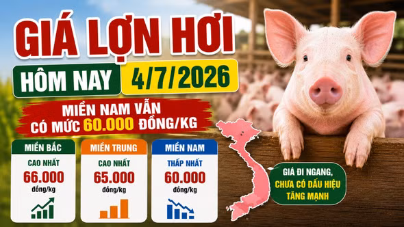 Giá lợn hơi hôm nay 4/7: Chưa có tín hiệu tăng