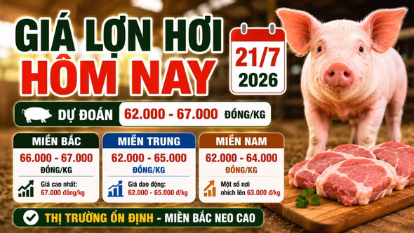 Giá lợn hơi hôm nay 21/7: Miền Nam có nơi tăng nhẹ