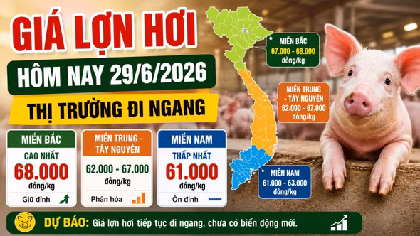 Giá lợn hơi hôm nay 29/6: Thị trường đi ngang