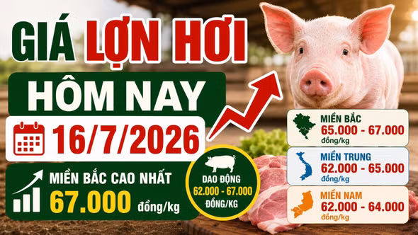 Giá lợn hơi hôm nay 16/7/2026: Miền Bắc tiếp tục giữ đỉnh 67.000 đồng/kg