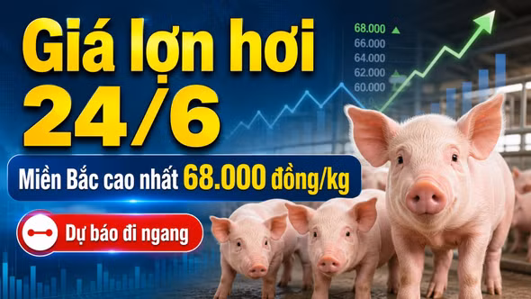 Giá lợn hơi hôm nay 24/6: Thị trường dự báo đi ngang