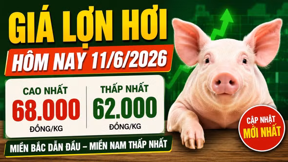 Giá lợn hơi hôm nay 11/6: Miền Bắc áp đảo, miền Nam tiếp tục trầm lắng