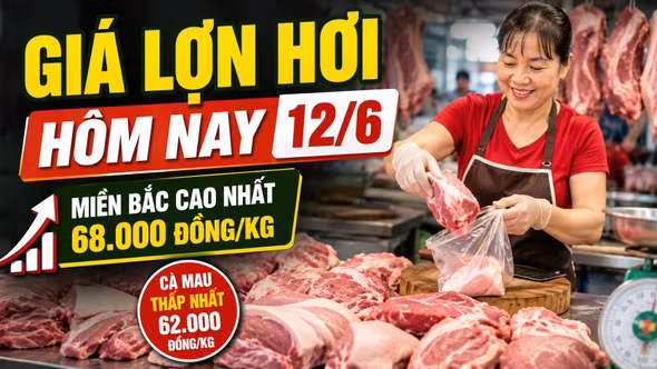 Giá lợn hơi hôm nay 12/6: Miền Bắc giữ đỉnh 68.000 đồng/kg