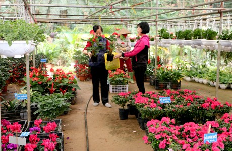 Yên Bái: Đào, hoa xuống phố ảnh 2 Yên Bái: Đào, hoa xuống phố ảnh 2