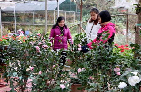 Yên Bái: Đào, hoa xuống phố ảnh 1 Yên Bái: Đào, hoa xuống phố ảnh 1