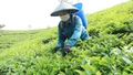 Nông dân Mường Khương thu gần 68 tỷ đồng từ chè xuân