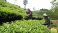 Lào Cai: Năm 2025, giá trị sản xuất từ chè búp tươi đạt trên 960 tỷ đồng