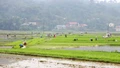 Đẩy nhanh tiến độ gieo cấy lúa xuân, phấn đấu hoàn thành trước ngày 15/3