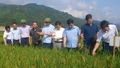 2 giống lúa thuần của Lào Cai sắp được lưu hành trên thị trường 