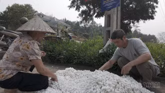 Xã Phúc Khánh thu lứa kén tằm đầu tiên trong năm 2026