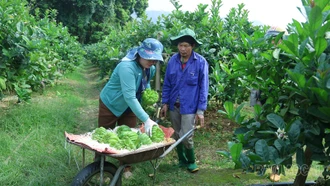 [Ảnh] Nhộn nhịp thu hoạch phật thủ ngày cận Tết ở Bảo Hà