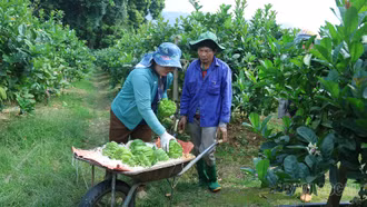 [Ảnh] Nhộn nhịp thu hoạch phật thủ ngày cận Tết ở Bảo Hà