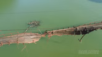 Sửa chữa cầu treo bến Thâu, xã Xuân Thượng bị hư hỏng do hoàn lưu bão số 3