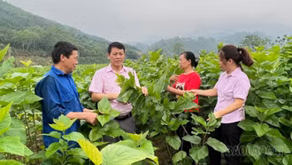 Nguồn vốn ưu đãi: Chìa khóa giúp Bảo Yên giảm nghèo và phát triển kinh tế