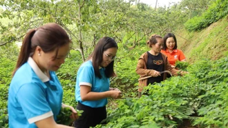 Nhân rộng những mô hình kinh tế do phụ nữ làm chủ ở Na Hối