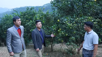 Phúc Khánh: Đẩy mạnh phát triển nông nghiệp hàng hóa, tạo đột phá xây dựng nông thôn mới