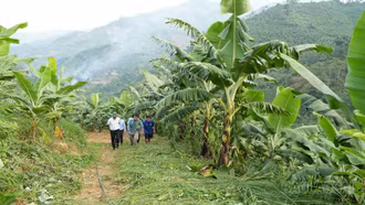 Bảo Yên: Mô hình trồng chuối bước đầu mang lại hiệu quả