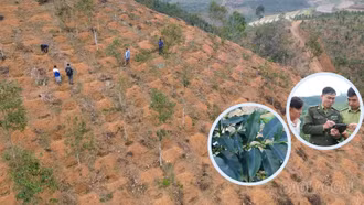 Cẩn trọng mở rộng diện tích cây cà phê ở Lào Cai