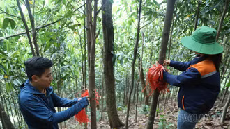 [Ảnh] Ngược dốc đếm cây giải phóng mặt bằng dự án đường sắt Lào Cai - Hà Nội - Hải Phòng