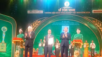 Giống lúa LC212 của Lào Cai được chứng nhận "Thương hiệu Vàng nông nghiệp Việt Nam năm 2024"