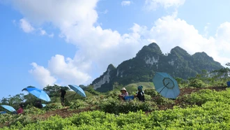 Mùa thu hoạch lạc dưới chân núi Tam Đỉnh