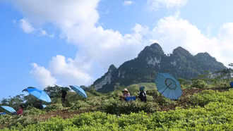 Mùa thu hoạch lạc dưới chân núi Tam Đỉnh