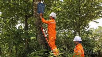 Công nhân Điện lực gắn biển cảnh báo an toàn lên những cây cao có nguy cơ đổ vào đường dây điện.