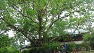 Giữ gìn cây lê xanh cổ thụ ở vùng cao Bắc Hà