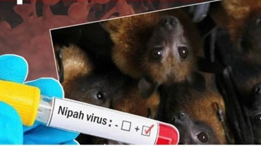 Cảnh giác với dịch bệnh do vi rút Nipah trong dịp Tết Nguyên đán và mùa lễ hội đầu năm