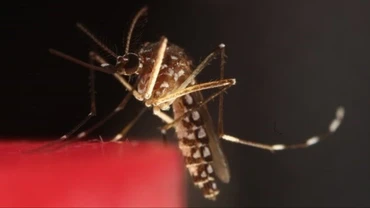 Việt Nam chưa ghi nhận ca bệnh Chikungunya trong cộng đồng