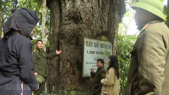 Những bước chân xông đất đại ngàn