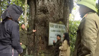 Những bước chân xông đất đại ngàn