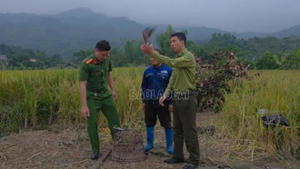 Xã Cốc San: Phát hiện, xử lý nhóm người dân giăng bẫy bắt chim di cư