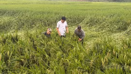 Trấn Yên: Mưa dông gây thiệt hại gần 85 ha hoa màu